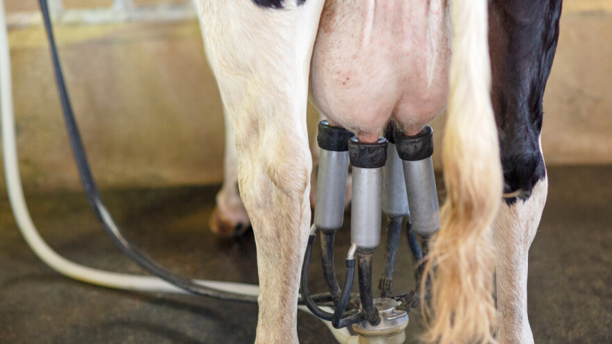 TISUP: Otkupna cijena mlijeka nastavlja rasti