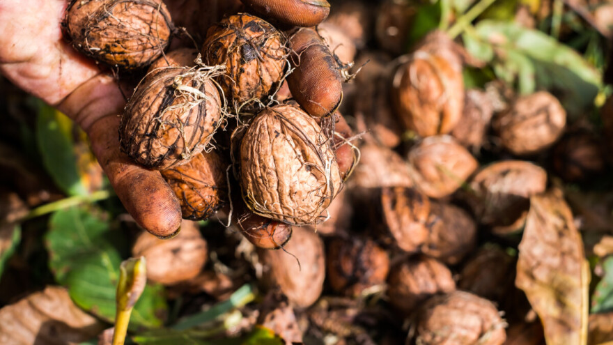 Kako orahe pripremiti za čuvanje - evo što ne smijete preskočiti
