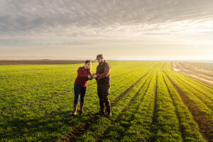 Povoljni uslovi za ozima žita: Šta nam donosi ostatak decembra?