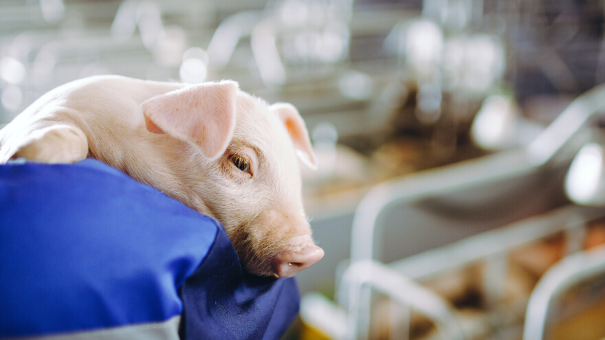 Afrička svinjska kuga: Program potpore zbog narušenog proizvodnog potencijala