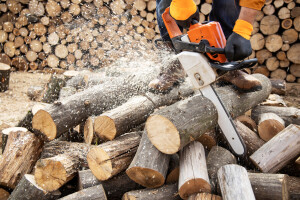 Zabrane rada i kazne zbog nelegalne prerade drveta