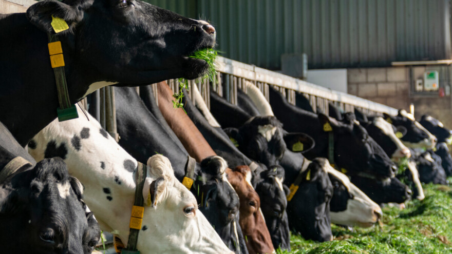 Oprezno na proljeće: Više faktora utiče na proizvodnju i sastav mlijeka