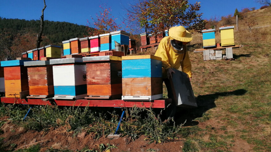 Podrška za pčelare u iznosu do tri miliona dinara. Do kada traje konkurs?