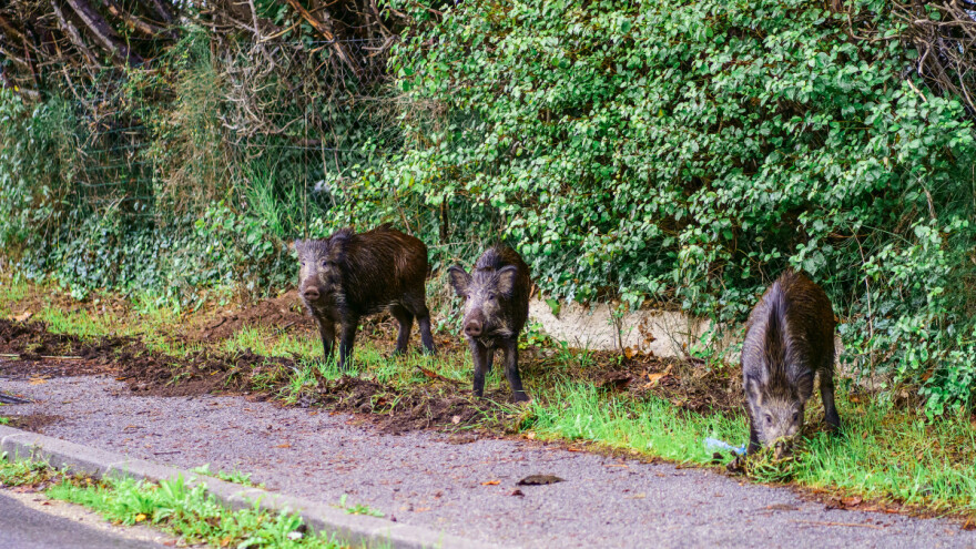Velike kazne u Njemačkoj za one koji hrane divlje svinje