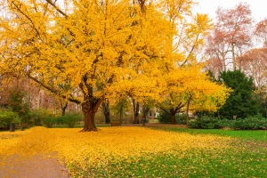 Ginko - ljepotan iz doba dinosura