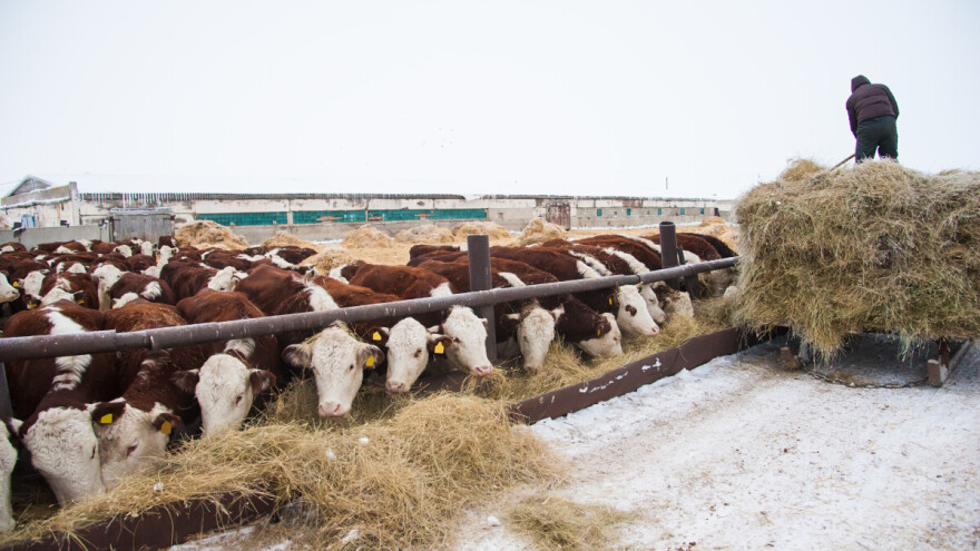Rastu cijene goveda, godina započela rekordnim iznosima za bikove, skuplje i krave