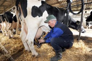 Niko nije znao šta se dešava: Ptičiji grip izazvao mastitis kod krava