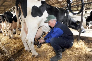 Niko nije znao šta se dešava: Ptičiji grip izazvao mastitis kod krava
