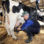 Niko nije znao šta se dešava: Ptičiji grip izazvao mastitis kod krava