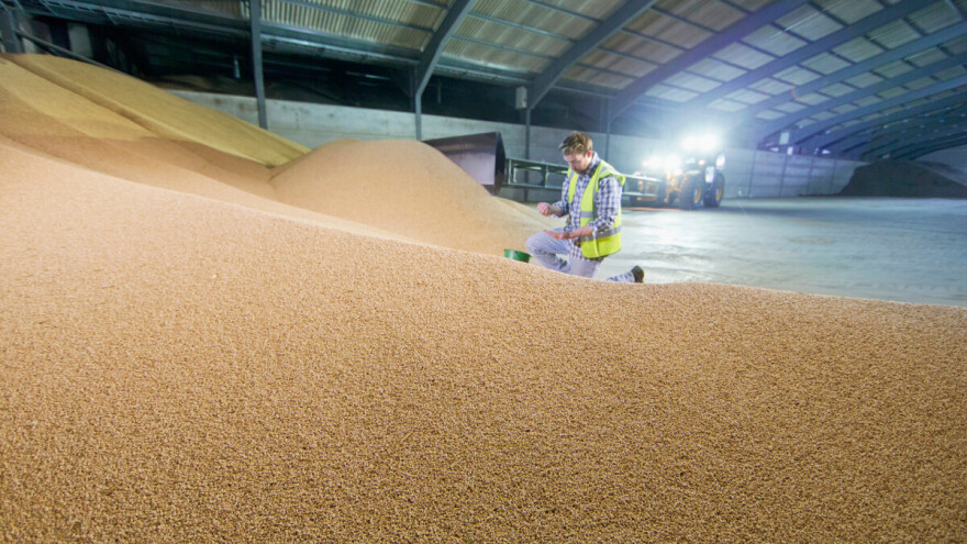 Veća ponuda u odnosu na tražnju i manjak kupaca - cene pšenice i kukuruza u padu