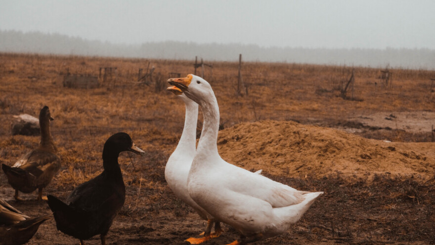 Nisu samo guske u magli: Natprosječno topla sedmica pred nama