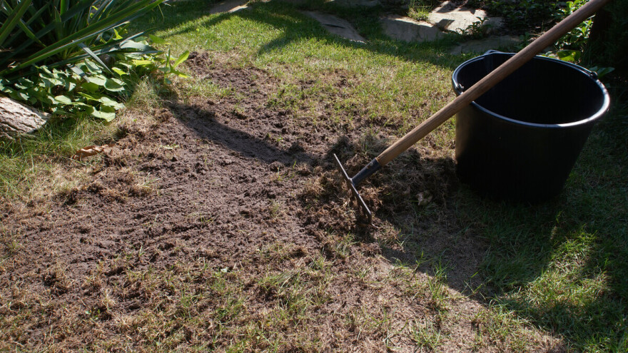 Kako ozeleniti gole dijelove travnjaka, uz malo truda?