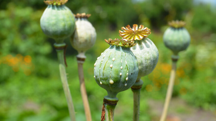 Mak možete sejati i u jesen - evo kada je pravo vreme za to