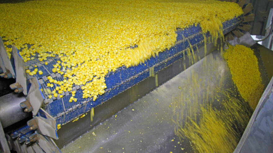 U Srbiji grade novu tvornicu škroba, prerađivat će godišnje 200.000 tona kukuruza?