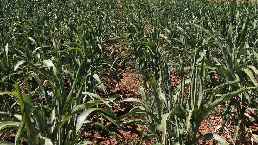 Kada i kako sejati sirak u postrnoj setvi?