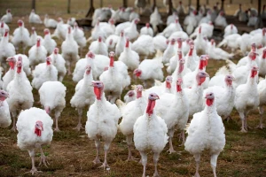 Novi udar za peradarsku industriju: Ptičja gripa se vratila u Poljsku