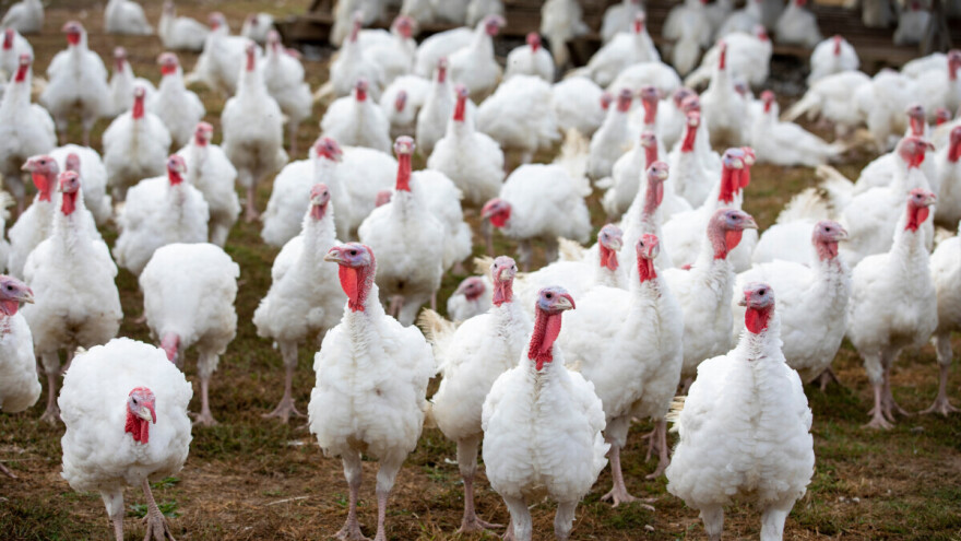 Novi udar za živinarsku industriju: Ptičji grip se vratio u Poljsku