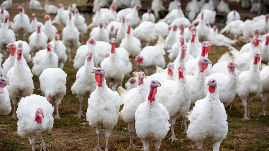 Novi udar za peradarsku industriju: ptičja gripa vratila se u Poljsku