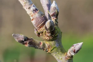 Formiranje rodnih pupoljaka voćaka - uticaj ishrane, bujnosti i alternativne rodnosti