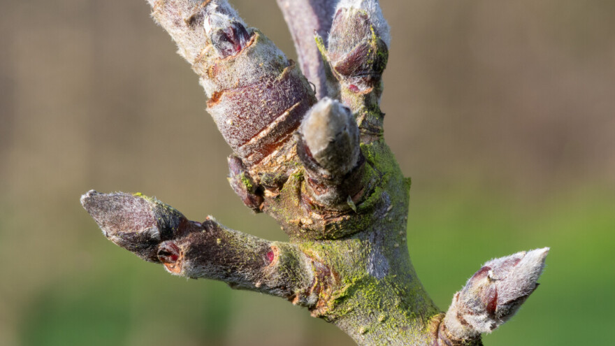 Formiranje rodnih pupoljaka voćaka - uticaj ishrane, bujnosti i alternativne rodnosti