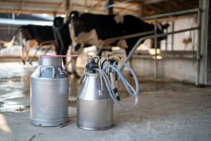 Ograničen otkup otvorio prostor za nakupce: Farmeri mlijeko daju samo da ne propadne