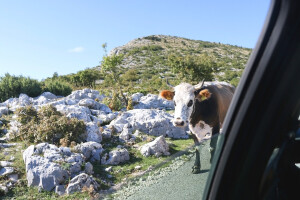 Krava nastradala u sudaru s osobnim automobilom