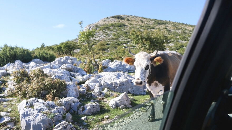 Krava nastradala u sudaru s osobnim automobilom