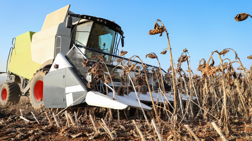 Od 9,5 tisuća proizvođača suncokreta, samo njih pet uzgaja ga na više od 500 hektara