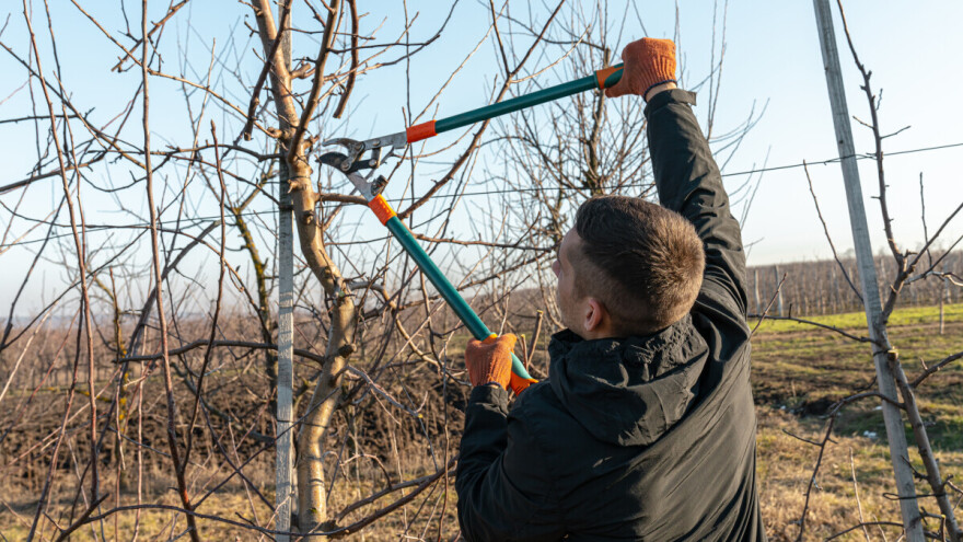 Saveti za početnike: Kako da sami orežete voćke?