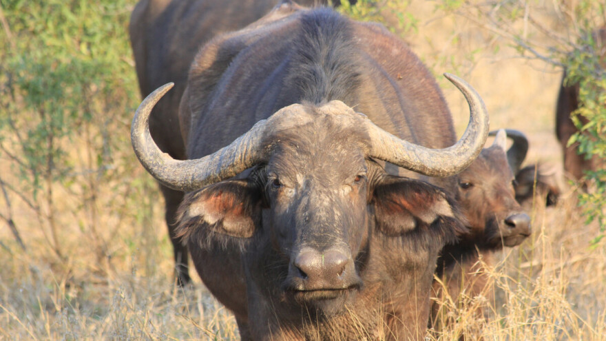 Užas u SAD-u: Vodeni bivoli usmrtili farmera samo dan nakon što ih je kupio na aukciji