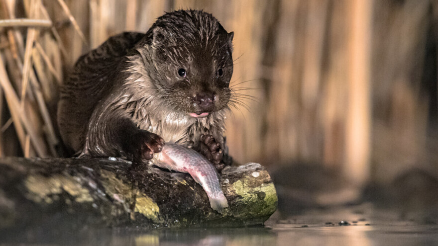 Neprijatelj ribara ili saveznik prirode?