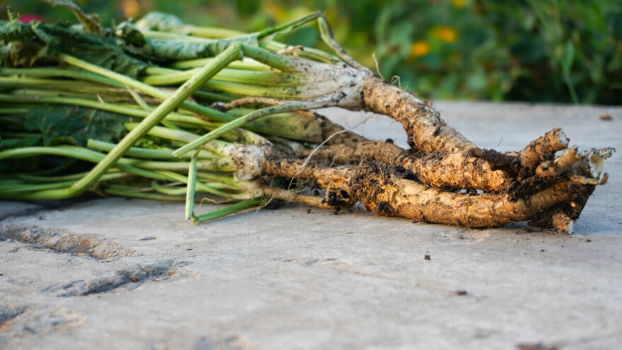 Ako ste ljubitelj hrena, evo kako ga možete i sami uzgajati