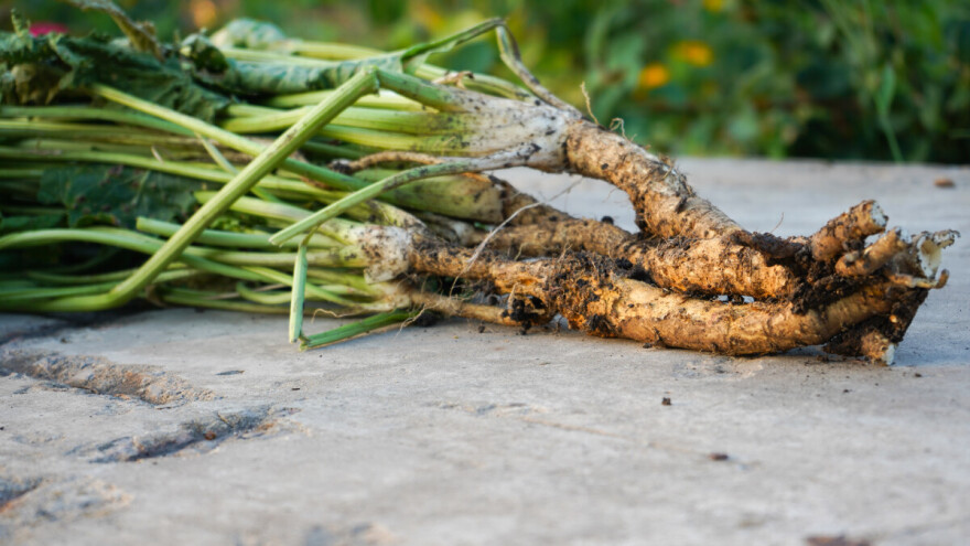 Ako ste ljubitelj rena, evo kako ga možete i sami uzgajati