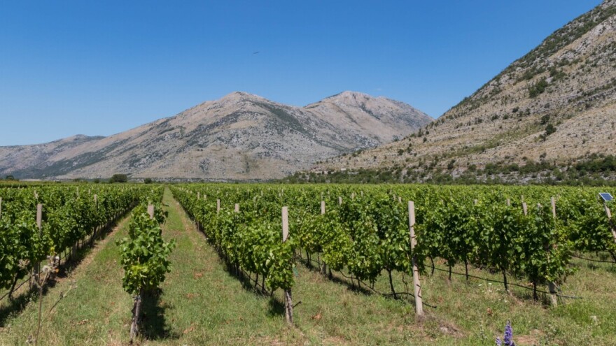 Kad sunce i kiša "mijenjaju smjene", loza strada bez zaštite