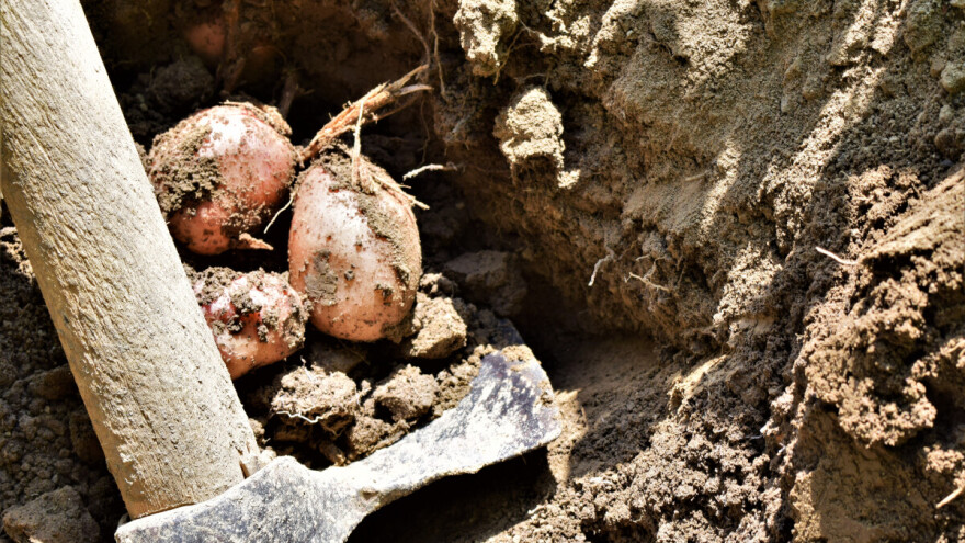 Što najbolje raste na gredici na kojoj je rastao krumpir?