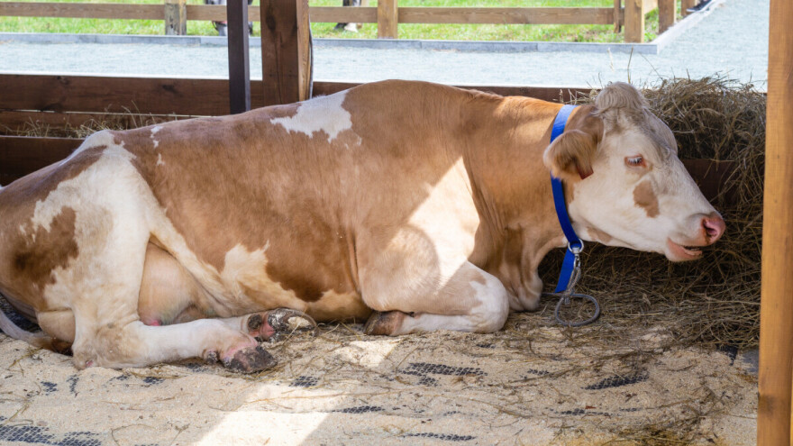 U susjedstvu potvrđena bedrenica