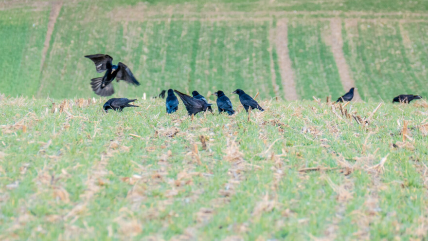 Na tržištu uskoro biološki repelenti u borbi protiv ptica na usjevima?