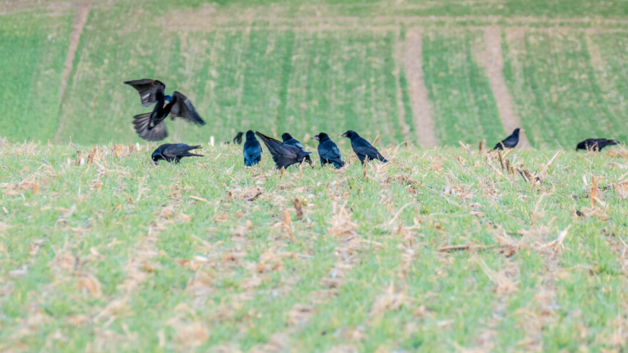 Na tržištu uskoro biološki repelenti u borbi protiv ptica na usjevima?