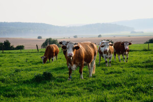 Ugroženi pašnjaci: Tradicionalno stočarstvo je rešenje za obnovu zemljišta i klimatske promene?