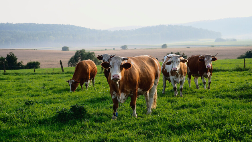 Ugroženi pašnjaci: Tradicionalno stočarstvo je rješenje za obnovu zemljišta i klimatske promjene?