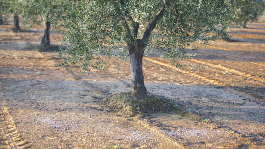 Maslinari, posla ima: Evo preporuka za gnojidbu, rezidbu i zaštitu