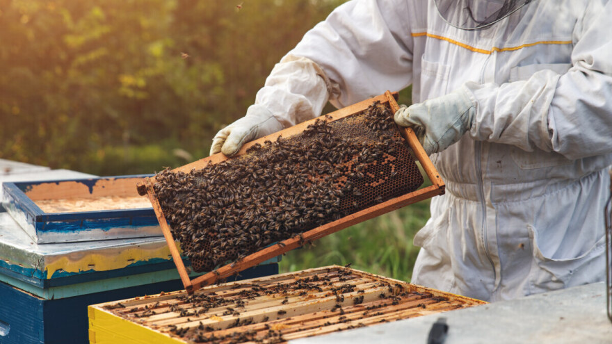Svetski im je dan, Boštjan Noč: Bez pčela nema prehrambene bezbednosti!
