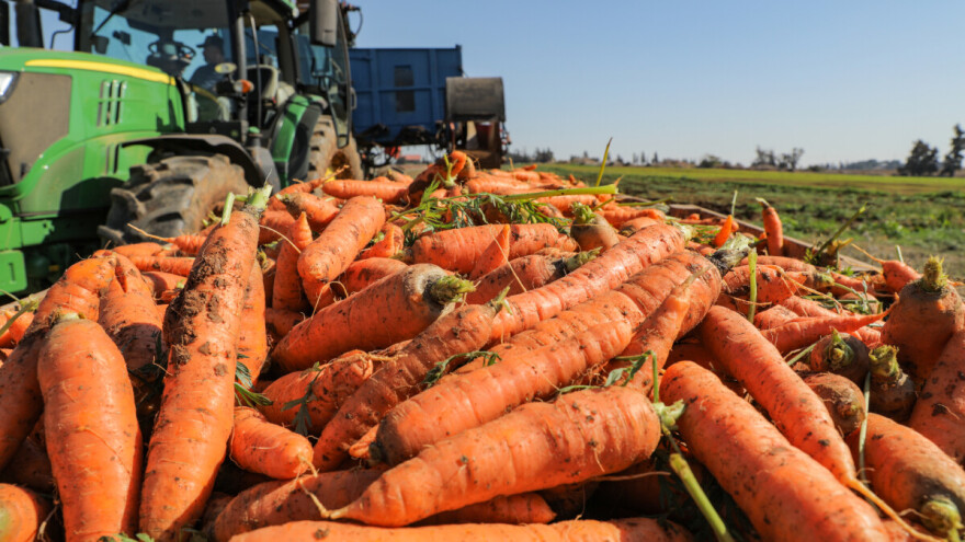 Jedna domaća tvrtka mrkvu ima na skoro 100 hektara, drži 30 posto uzgoja