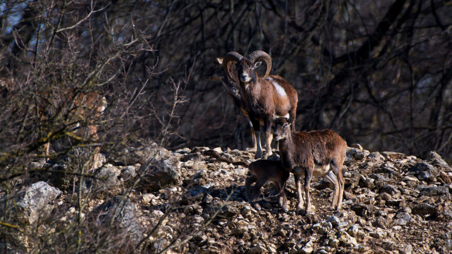 Kuga malih preživača uznemirila uzgajivače ovaca, ali i lovce - u opasnosti i mufloni?