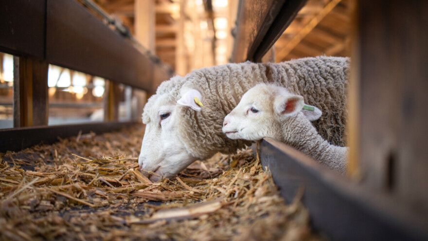 Ishrana dojnih ovaca: Kada dodati koncentrat, a kada ga izbaciti?