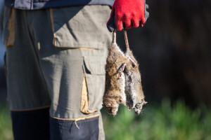 Ratari, stočari i ribari među najizloženijima leptospirozi