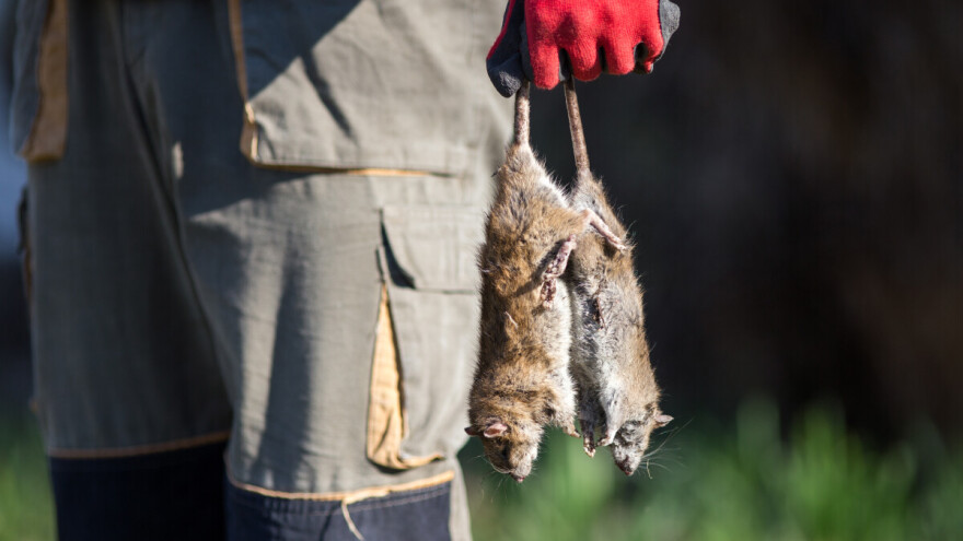 Ratari, stočari i ribari među najizloženijima leptospirozi