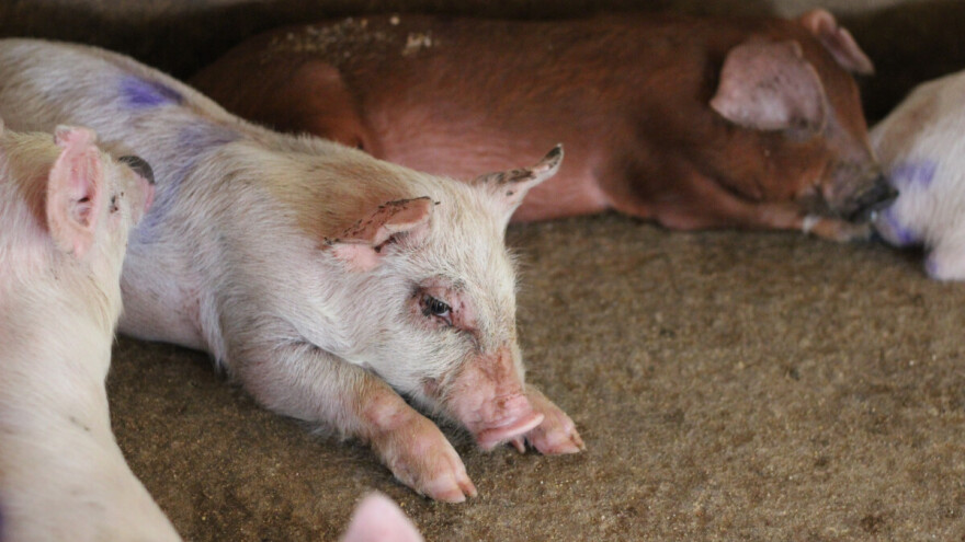 Prvi slučajevi u Baranji: Na dva gospodarstva potvrđena afrička svinjska kuga