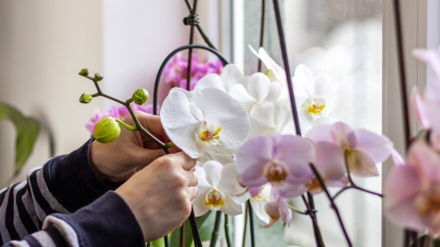 Ne cvetaju vam orhideje u kući: Možda su samo na pogrešnom mestu?
