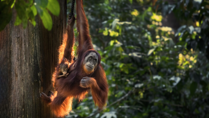 Kako palmino ulje utiče na životnu sredinu u Indoneziji i kakve veze mi imamo s tim?